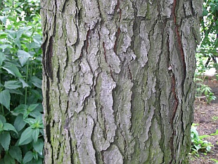 Gymnocladus dioicus - nahovětvec kanadský