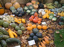 Hortikomplex 2004