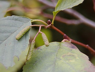 Alnus glutinosa - olše lepkavá