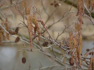 Alnus glutinosa - olše lepkavá