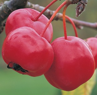 Malus x robusta 'Red Sentinel' - jabloň statná (READERS DIGEST VÝBĚR)