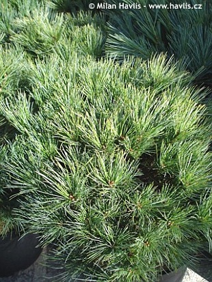 Pinus strobus 'Minima' - borovice vejmutovka