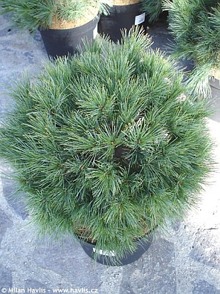 Pinus strobus 'Minima' - borovice vejmutovka