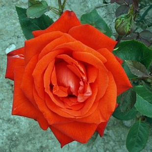 Rosa 'Lidka' - růže Rosa 'Lidka' - růže