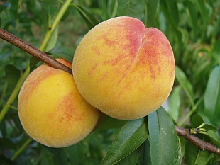 Prunus persica 'Catherina' (NJC 83) - broskvoň Prunus persica 'Catherina' (NJC 83) - broskvoň