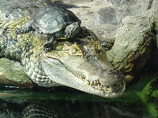 Únor ve sbírkových sklenících: kajman brýlový Fanda a želva nádherná