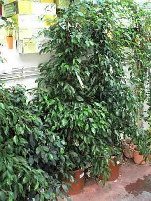 Ficus benjamina - fíkovník malolistý