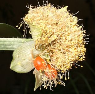 Haemanthus albiflos - krvokvět bělokvětý [plod]