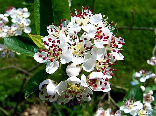 Aronia arbutifolia 'Brilliant' - arónie, temnoplodec Aronia arbutifolia 'Brilliant' - arónie, temnoplodec