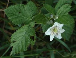 Rubus fruticosus - ostružiník křovitý
