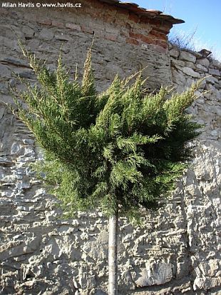 Juniperus sabina 'Tamariscifolia' - jalovec chvojka