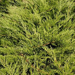 Juniperus sabina 'Buffalo' - jalovec chvojka