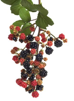 Rubus fruticosus - ostružiník křovitý, plody (PROVOBIS)