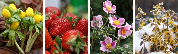 Zahradnický kalendář 2010 - ukázka z knihy (PROVOBIS)