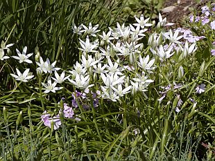 Ornithogalum umbellatum - snědek chocholíkatý, snědek chocholičnatý