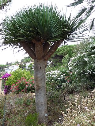 Dracaena draco - dračinec