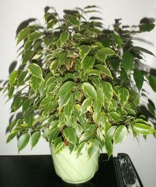 Ficus benjamina - fíkus drobnolistý [foto_3]