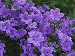 Campanula portenschlagiana - zvonek dalmatský Campanula portenschlagiana - zvonek dalmatský