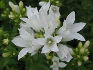 Campanula glomerata var. alba - zvonek klubkatý