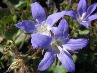 Campanula poscharskyana 'Blue Gown' - zvonek Campanula poscharskyana 'Blue Gown' - zvonek