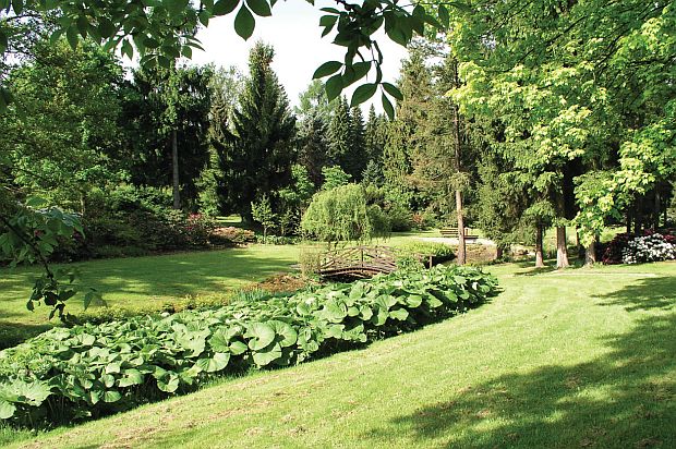 Trvalky s krásnými listy: devětsil japonský - Petasites japonicus obr. 6 (CPRESS)