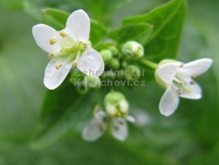 Wasabia japonica - wasabi, japonský křen