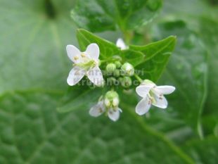 Wasabia japonica - wasabi, japonský křen