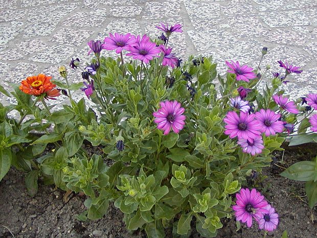 Osteospermum ecklonis