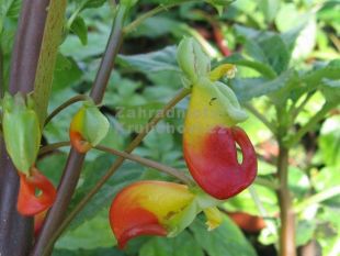 Impatiens niamniaensis - netýkavka konžská Impatiens niamniaensis - netýkavka konžská