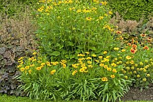 Coreopsis grandiflora 'Heliot' - krásnoočko velkokvěté (CALENDAR-COLORS)