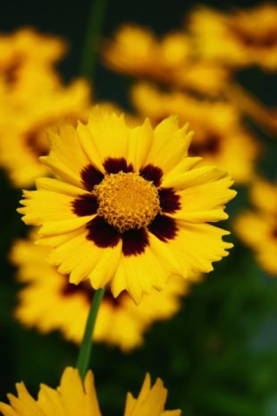 Coreopsis grandiflora 'Heliot' - krásnoočko velkokvěté  (CALENDAR-COLORS)