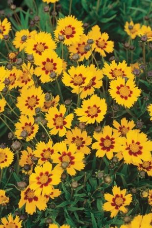 Coreopsis grandiflora 'Heliot' ™ - krásnoočko velkokvěté  (CALENDAR-COLORS)