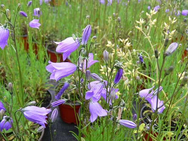 Campanula rotundifolia 'Thumbell Blue' - zvonek okrouhlolistý Campanula rotundifolia 'Thumbell Blue' - zvonek okrouhlolistý