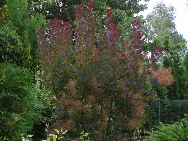 Ruj vlasatá - Cotinus coggygria ‘Royal Purple’