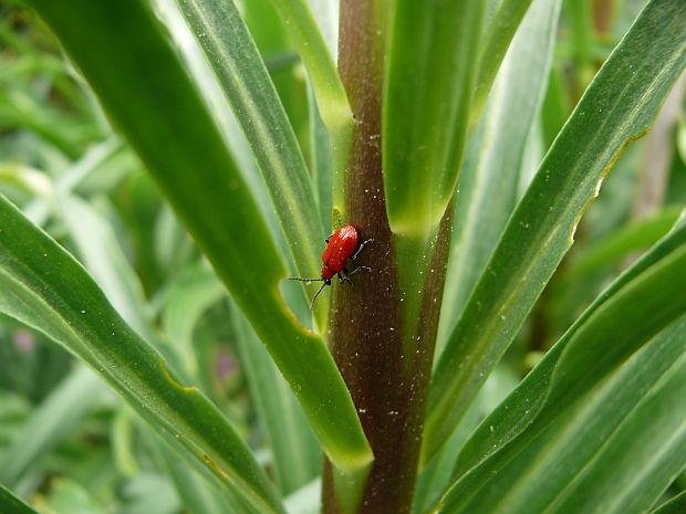 Rostlinolékař: chřestovníček liliový - Lilioceris lilii (PROVOBIS)