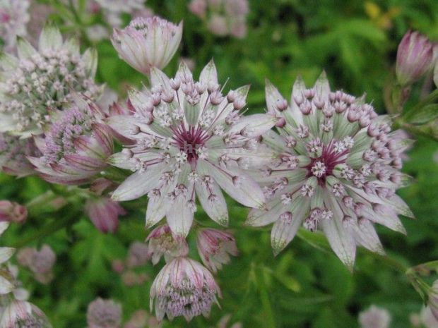 Astrantia major 'Sunningdale Variegated' - jarmanka
