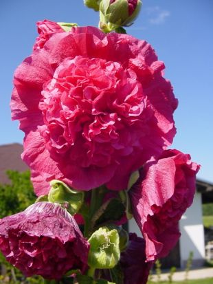 Alcea rosea - topoľovka ružová