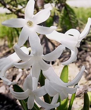 Rastliny z cibule: Hyacinthus - hyacint
