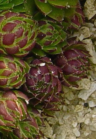 Sempervivum tectorum - skalnica strechová Sempervivum tectorum - skalnica strechová