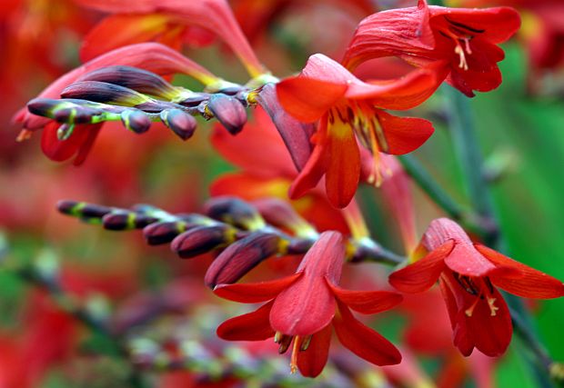 Crocosmia - montbrécie (PROVOBIS)