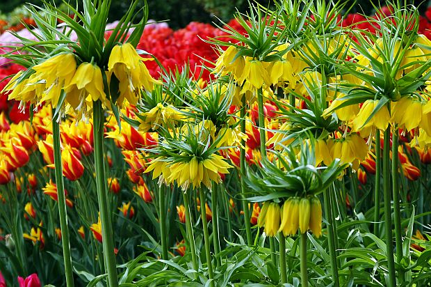 Cibuloviny - řebčík královský, Fritillaria imperialis (TIP ZC CS)