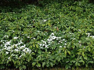 Pôdopokryvné rastliny: Pachysandra terminalis (TIP ZC CS)