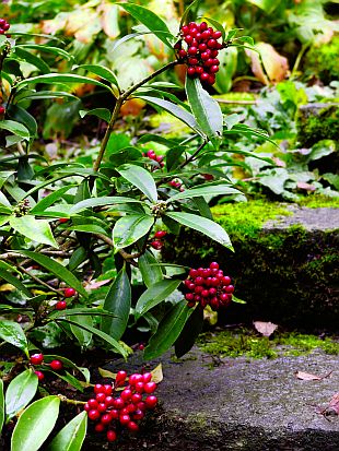 Skimmia japonica - skimie japonská (PROVOBIS)