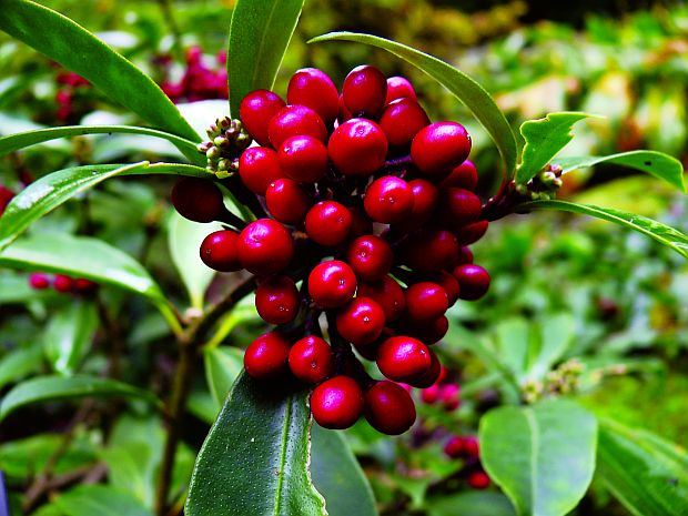 Skimmia japonica - skimie japonská (PROVOBIS)