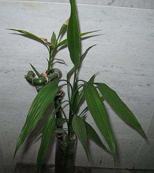 Dracaena sanderiana - dračinec pruhovaný