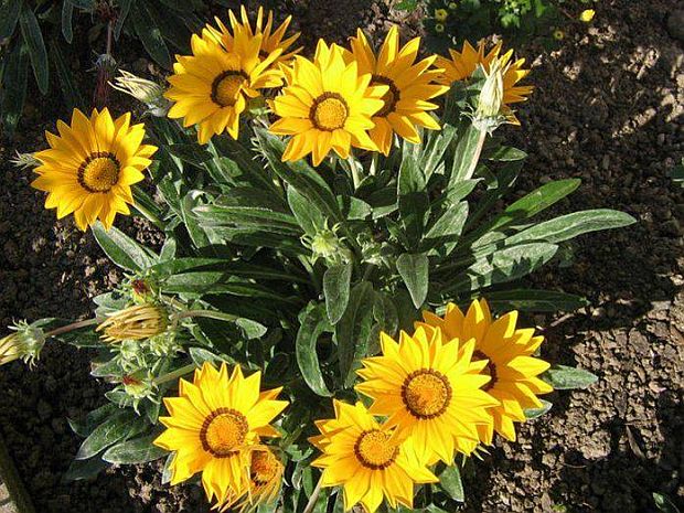 Gazania splendens - gazánie zářivá Gazania splendens - gazánie zářivá