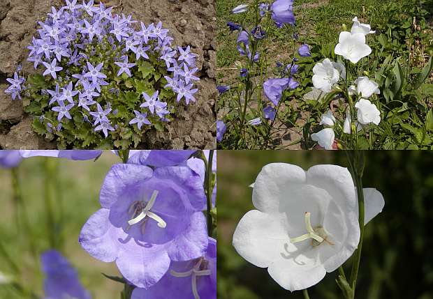 Campanula - zvonek