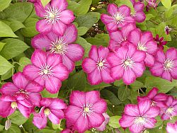Clematis Ville De Lyon