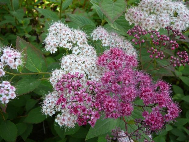 Spiraea japonica - tavolník japonský