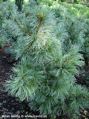 Pinus parviflora 'schoon's bonsai' - borovice drobnokvěta Pinus parviflora 'schoon's bonsai' - borovice drobnokvěta